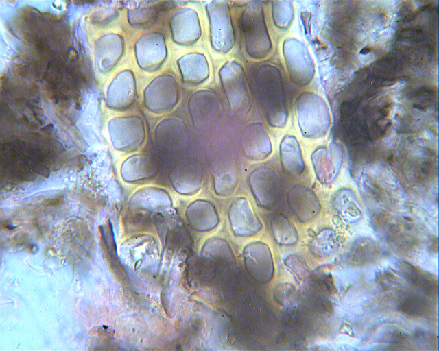 Determinazione per microscopisti